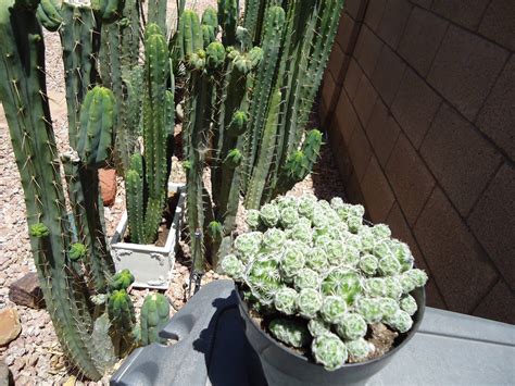 cactus porn|'cactus' Search .